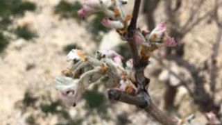 À la suite des fortes gelées du 6 au 8 avril dans le Var, les exploitants sinistrés sont invités à se recenser. ©Chambre d’agriculture du Var